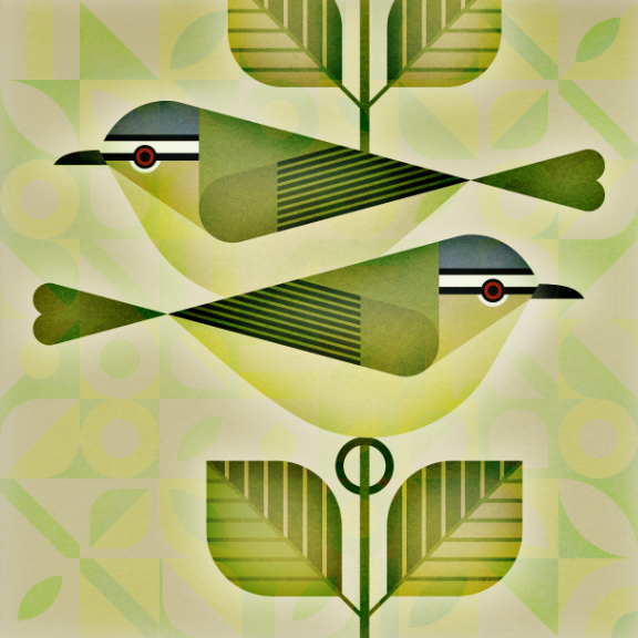 scott partridge - bird genoscape project - Red-Eyed Vireo