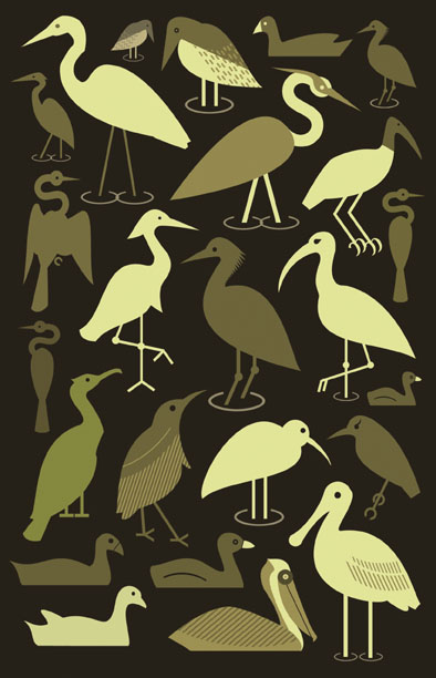 Scott Partridge - illustration - birds of the Florida Everglades