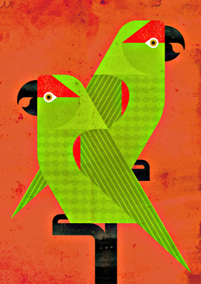 Scott Partridge - Illustration - Thick-Billed Parrot