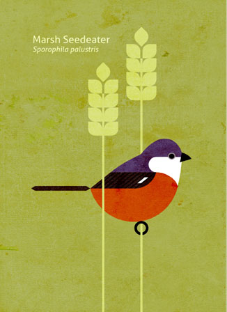 Scott Partridge - Illustration - Marsh Seedeater