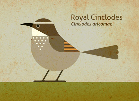 Scott Partridge - Illustration - Royal Cinclodes