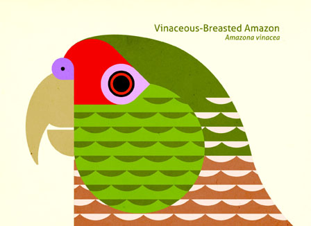 Scott Partridge - Illustration - Vinaceous-Breasted Amazon