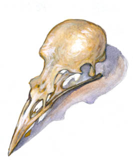 bird skull