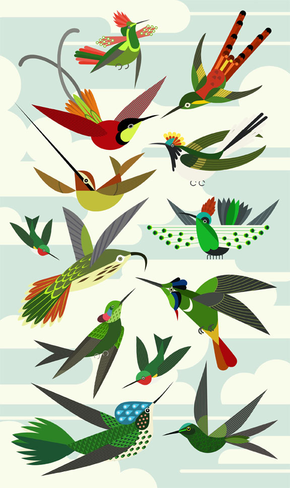 Scott Partridge - illustration - hummingbirds
