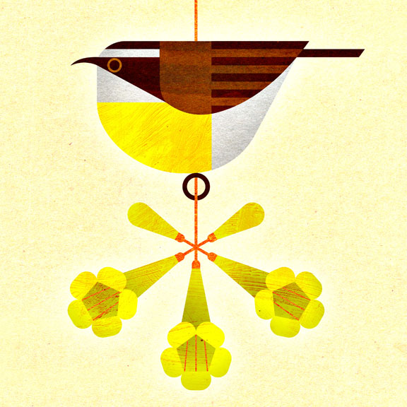 scott partridge - state bird and flower - U.S. Virgin Islands - Bananaquit and Yellow Trumpetbush