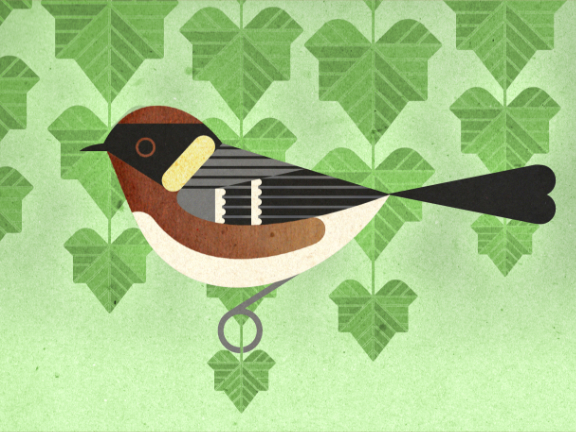 scott partridge - bird genoscape project - Bay-Breated Warbler