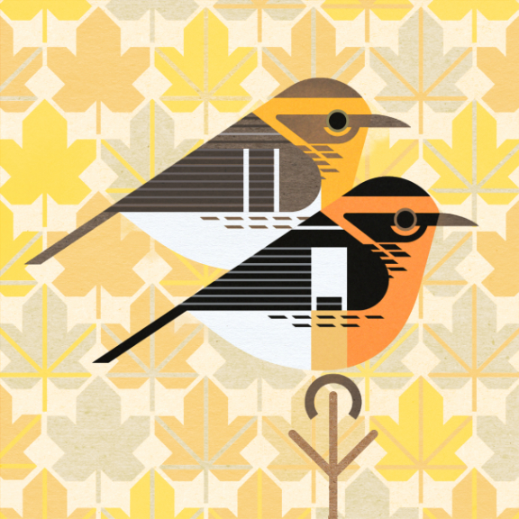 scott partridge - bird genoscape project - Blackburnian Warbler