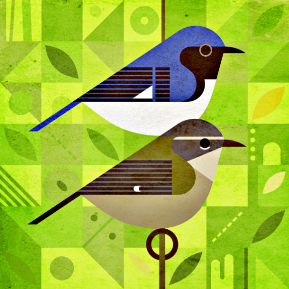 scott partridge - bird genoscape project - black throated blue warbler