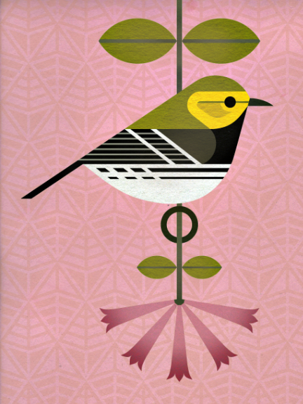 scott partridge - bird genoscape project - Black-Throated Green Warbler