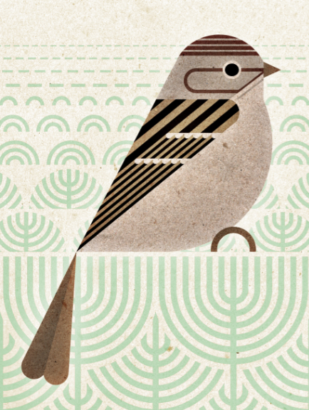 scott partridge - bird genoscape project - Brewer's Sparrow