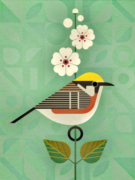 scott partridge - bird genoscape project - Chestnut-Sided Warbler