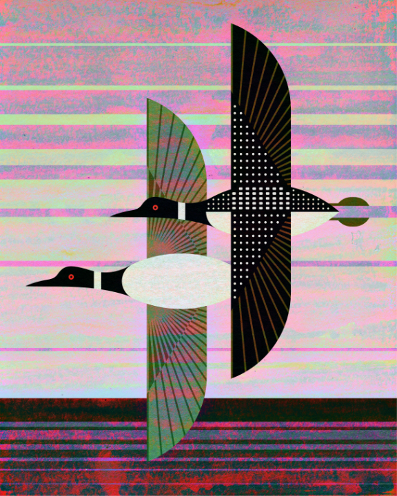 scott partridge - bird genoscape project - common loon