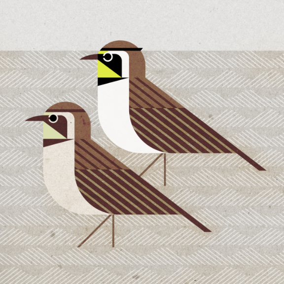 scott partridge - bird genoscape project - Horned Lark