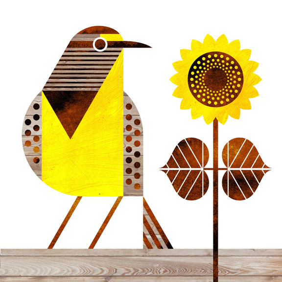 scott partridge - state bird and flower - Kansas - Western Meadowlark and Wild Sunflower