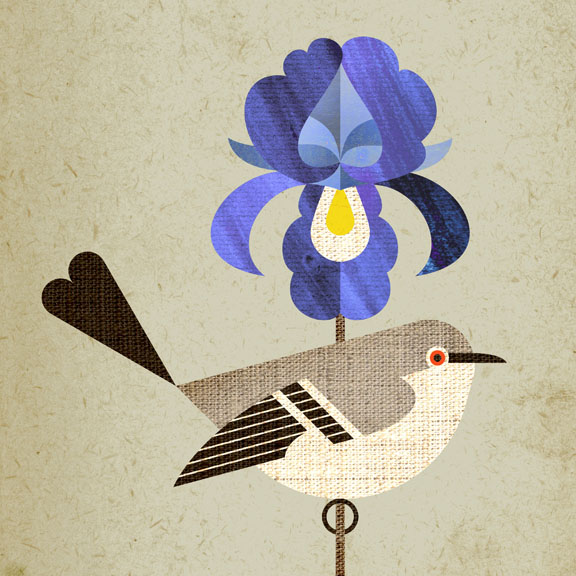 scott partridge - state bird and flower - Tennessee - Mockingbird and Iris