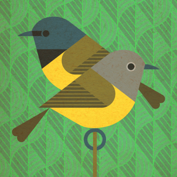 scott partridge - bird genoscape project - Mourning Warbler
