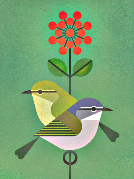 scott partridge - bird genoscape project - Tennessee Warbler