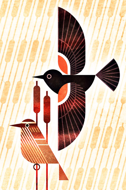scott partridge - bird genoscape project - tricolored blackbird