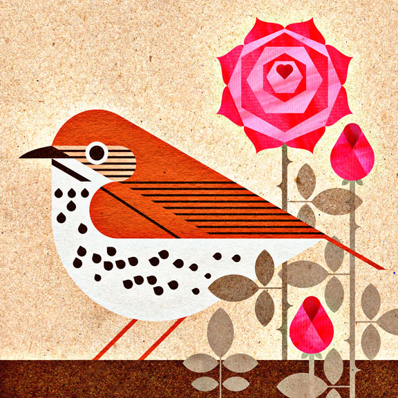 scott partridge - state bird and flower - District of Columbia - Wood Thrush and American Beauty Rose