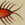 lobster