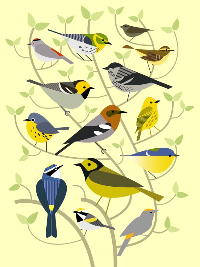 Scott Partridge - illustration - new world warblers