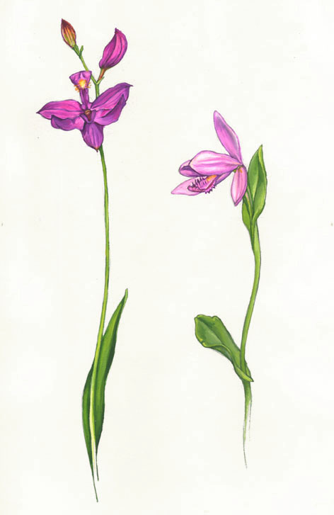 Pogonia ophioglossoides and Calopogon pulchellus