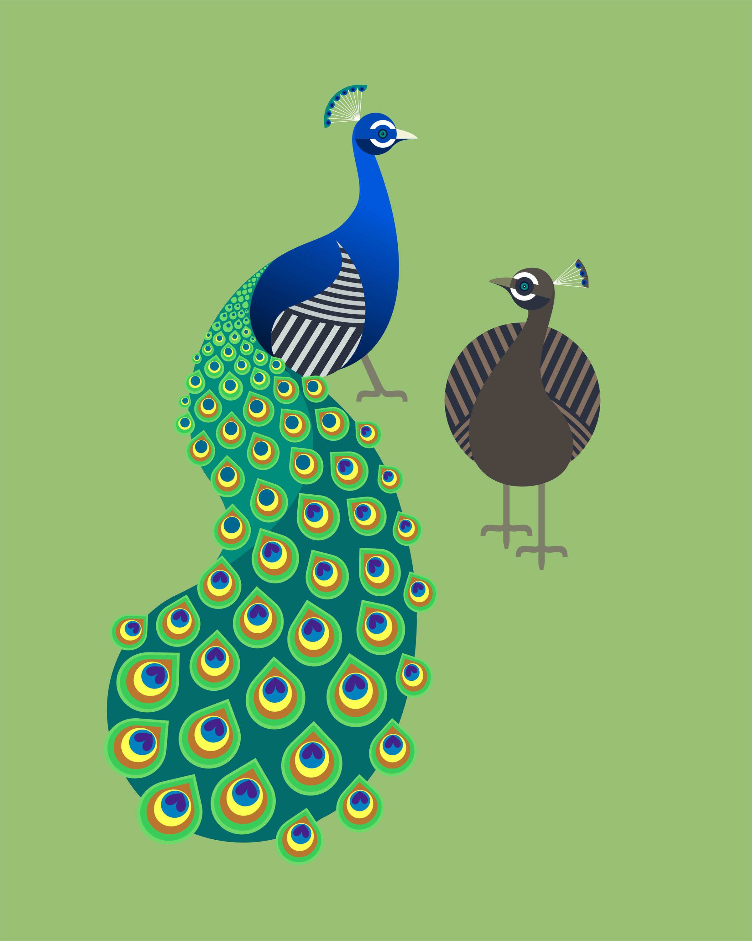 Scott Partridge - illustration - peafowl