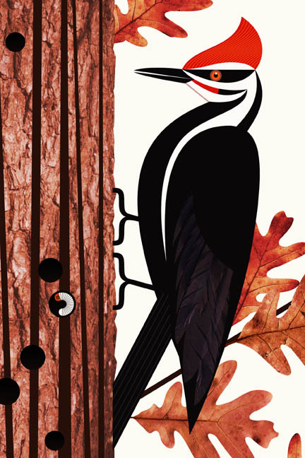 Scott Partridge - illustration - pileated woodpecker
