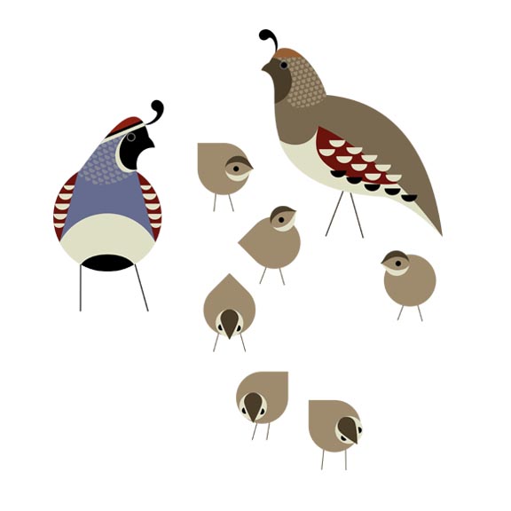 quail family