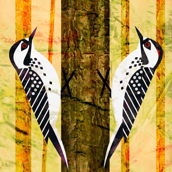 red cokaded woodpeckers