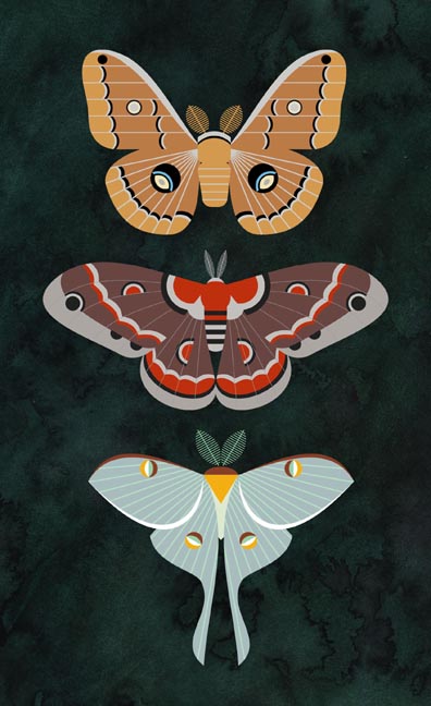 Scott Partridge - illustration - North American Saturniid moths
