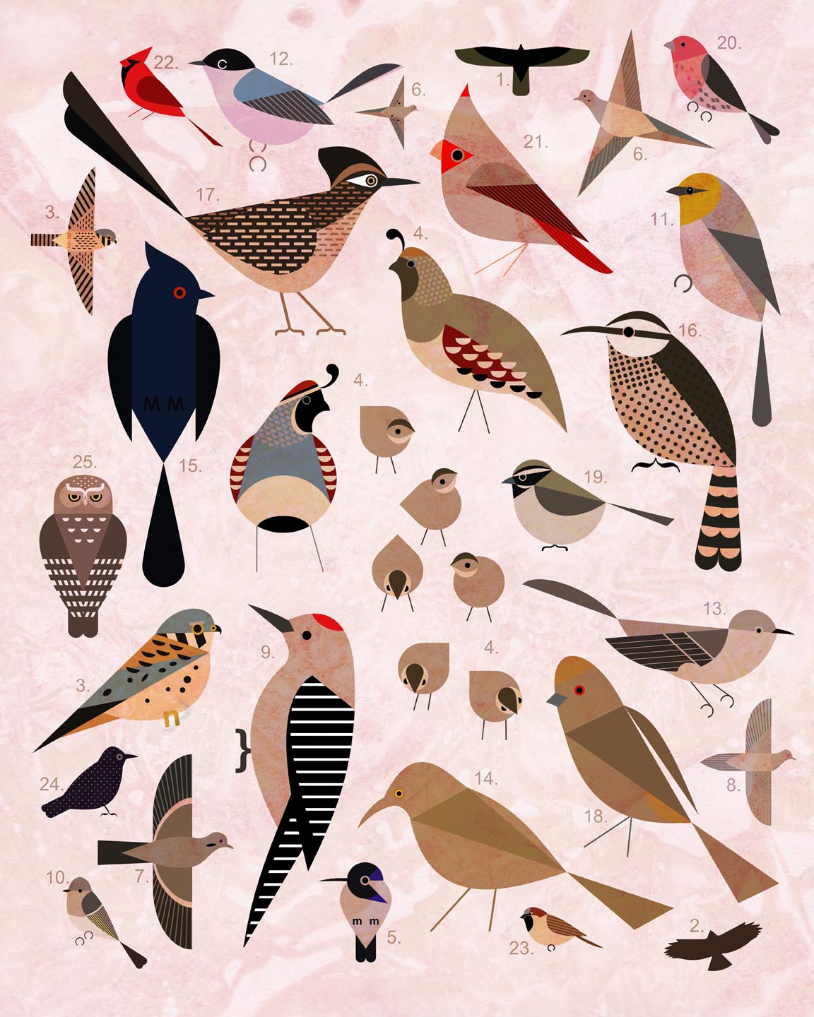 Scott Partridge - illustration - sonoran desert birds