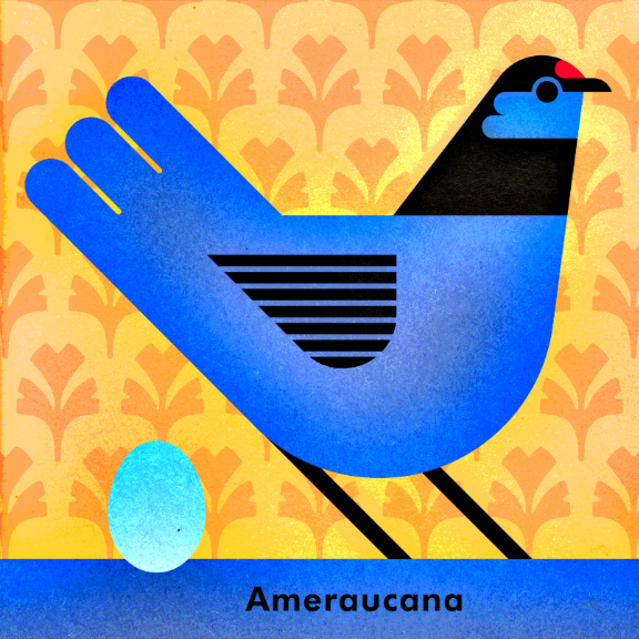 Scott Partridge - Chicken Illustration - ameraucana