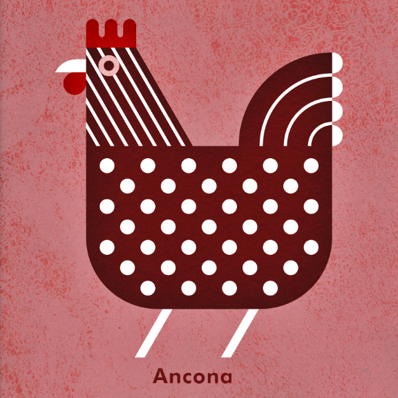 Scott Partridge - Chicken Illustration - Ancona