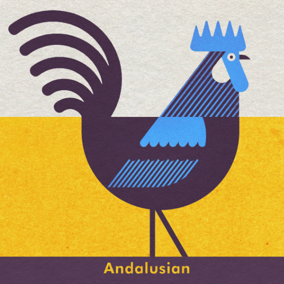 Scott Partridge - Chicken Illustration - Andalusian