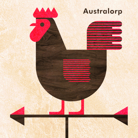 Scott Partridge - Chicken Illustration - Australorp