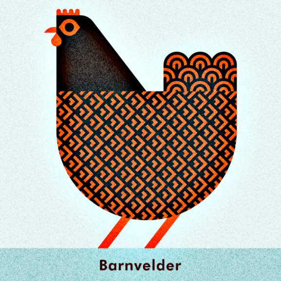 Scott Partridge - Chicken Illustration - Barnvelder