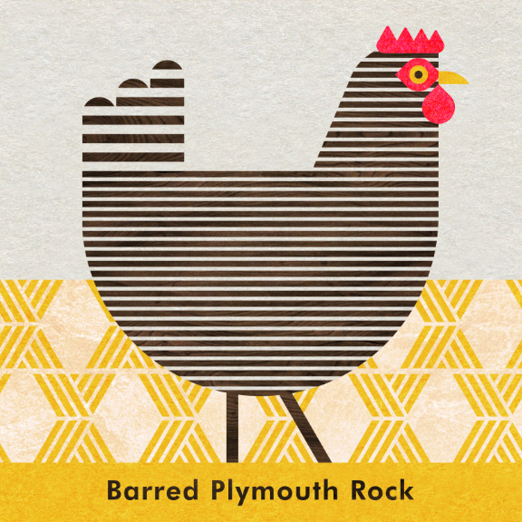 Scott Partridge - Chicken Illustration - Barred Plymouth Rock