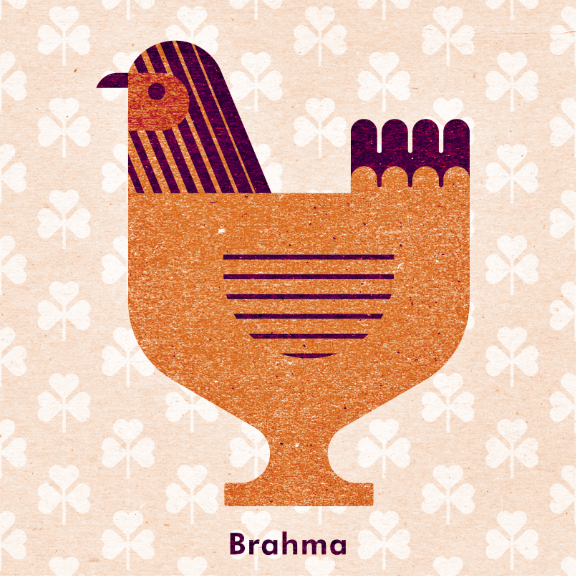 Scott Partridge - Chicken Illustration - Brahma