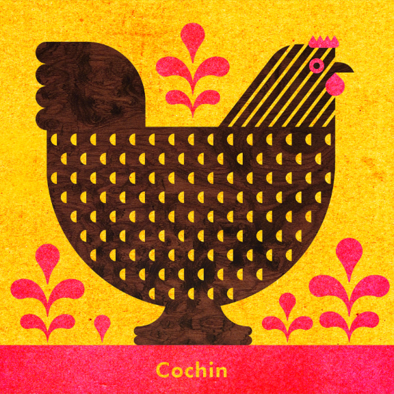 Scott Partridge - Chicken Illustration - Cochin Hen 1