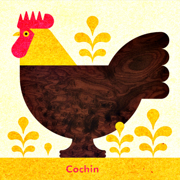 Scott Partridge - Chicken Illustration - Cochin Rooster 2