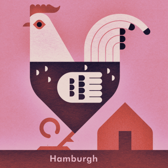 Scott Partridge - Chicken Illustration - Hamburgh