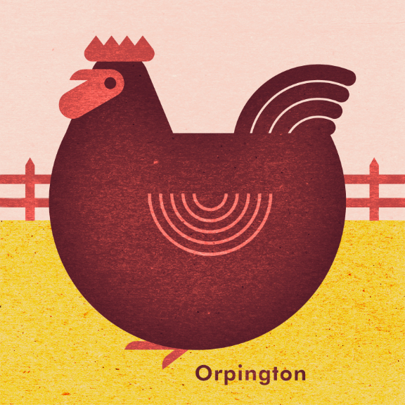 Scott Partridge - Chicken Illustration - Orpington