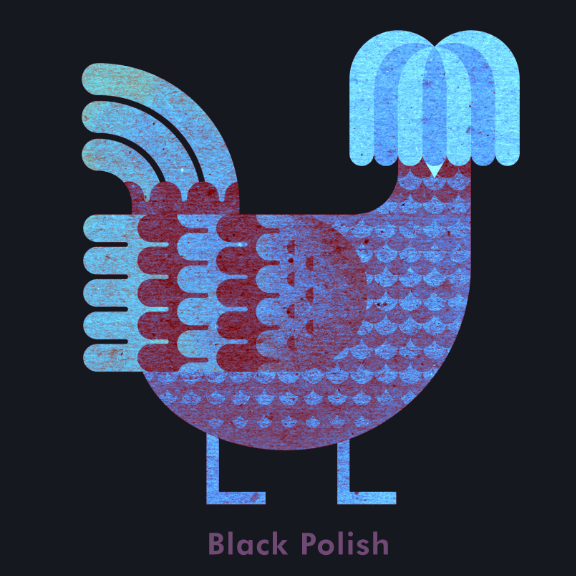 Scott Partridge - Chicken Illustration - Polish