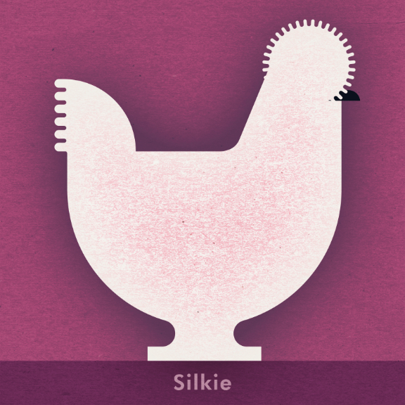 Scott Partridge - Chicken Illustration - Silkie