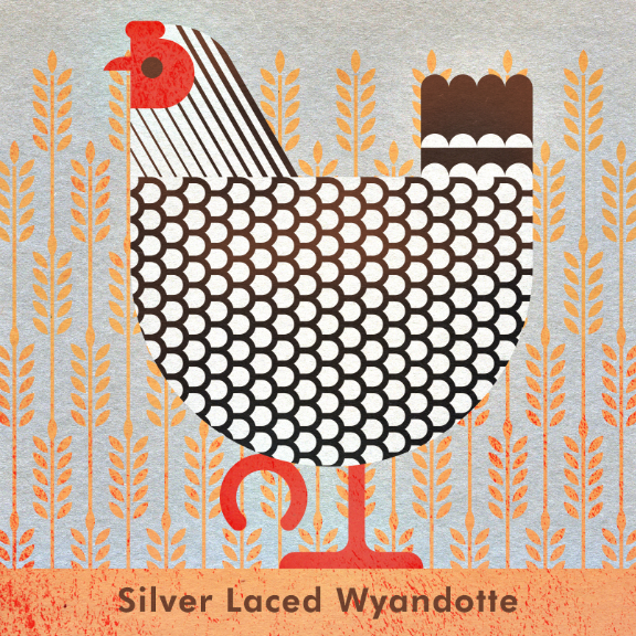 Scott Partridge - Chicken Illustration - Silver-Laced Wyandotte