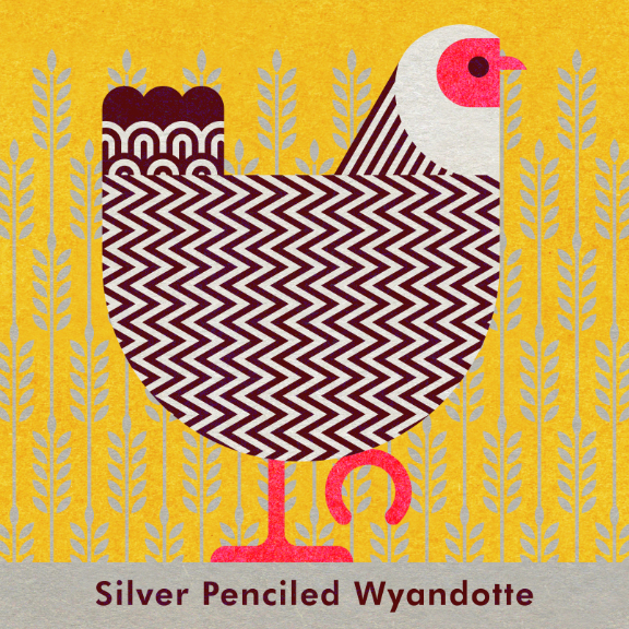 Scott Partridge - Chicken Illustration - Silver-Penciled Wyandotte