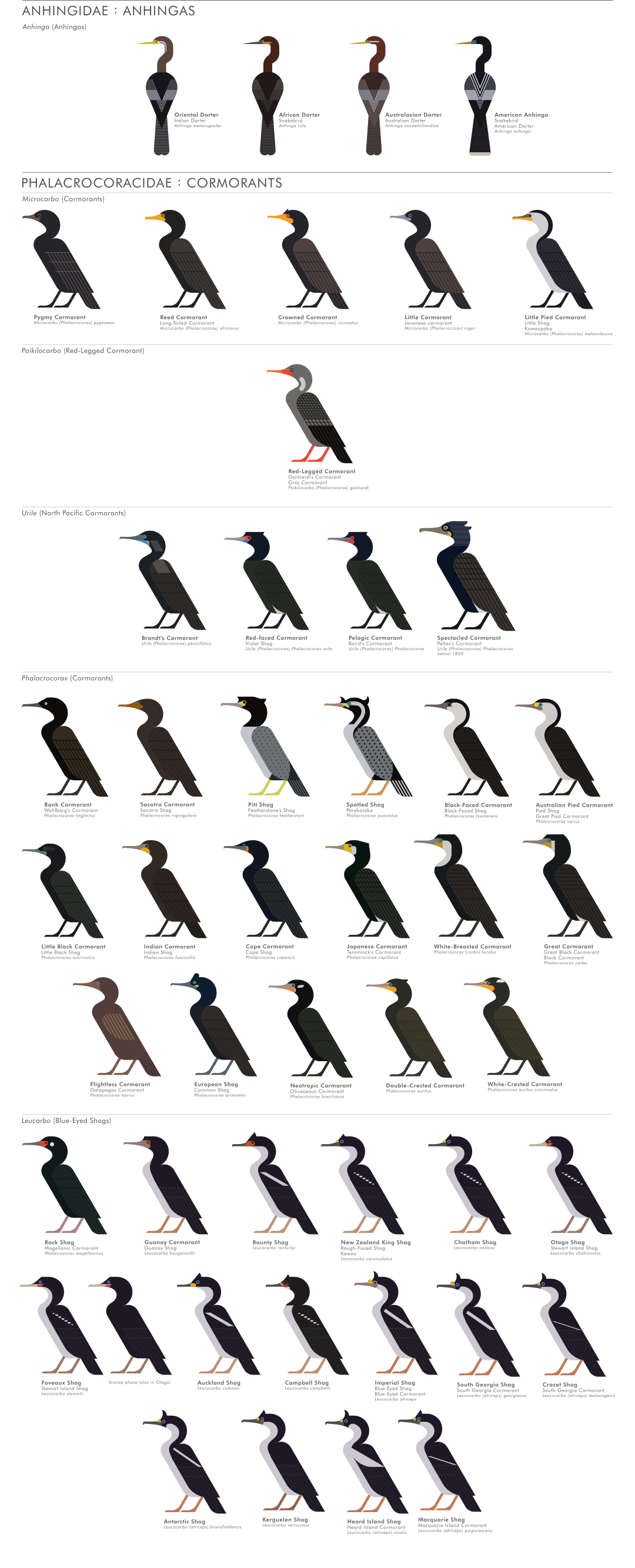 scott partridge - ave - avian vector encyclopedia - cormorants and darters Anhingidae Phalacrocoracidae Suliformes- bird vector art