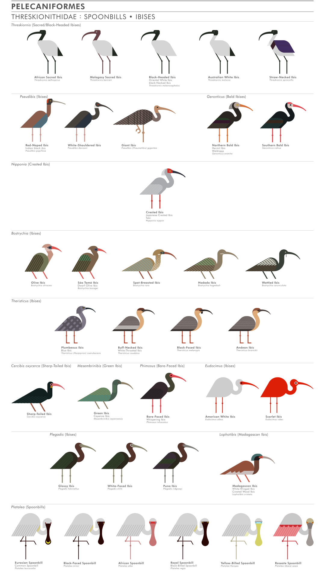 scott partridge - ave - avian vector encyclopedia - ibises spoonbills Threskiornithidae Pelecaniformes - vector bird art