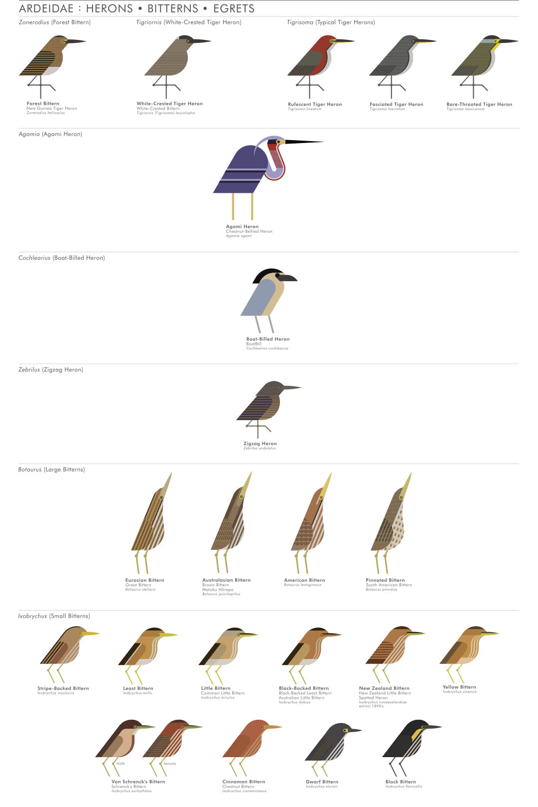 scott partridge - ave - avian vector encyclopedia - herons ardeidae Pelecaniformes - vector bird art